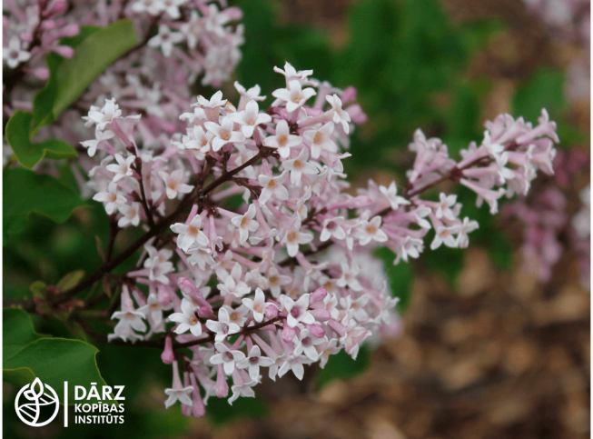 Syringa pubescens ssp. patula   'Miss Kim'